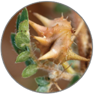 Tribulus terrestris
