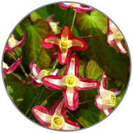 Epimedium