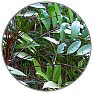 Eurycoma longifolia Extract